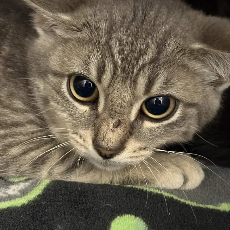A baby small-sized male Gray / Blue / Silver Domestic Short Hair cat named Eli for adoption in Gloucester, VA