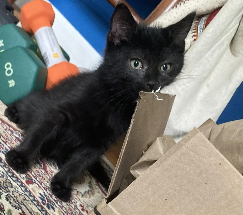 CoCo  Willow Grove