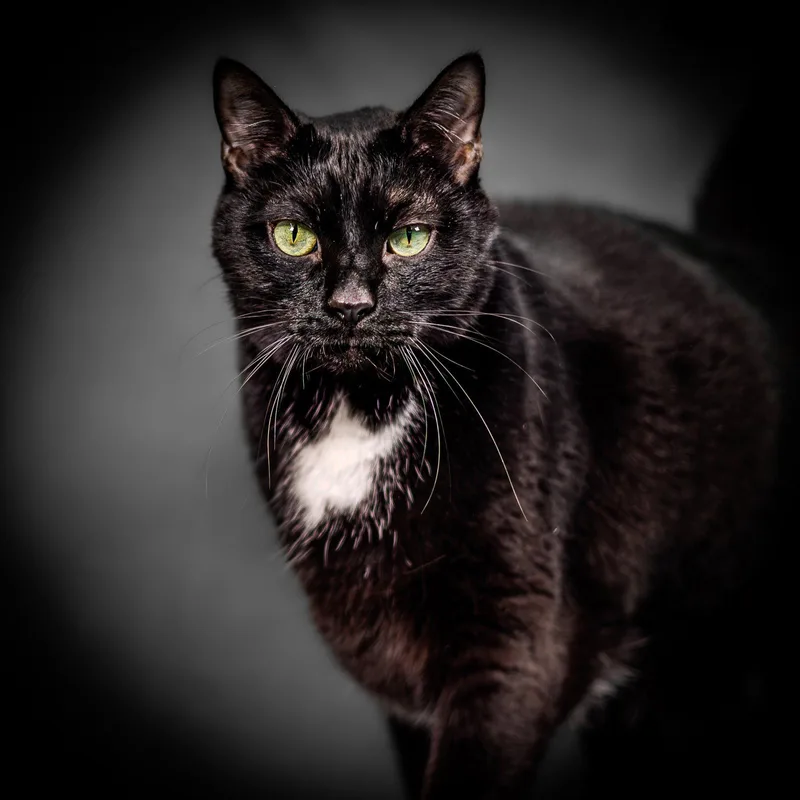 An adult medium-sized male Domestic Short Hair cat named Edgar for adoption in Herndon, VA