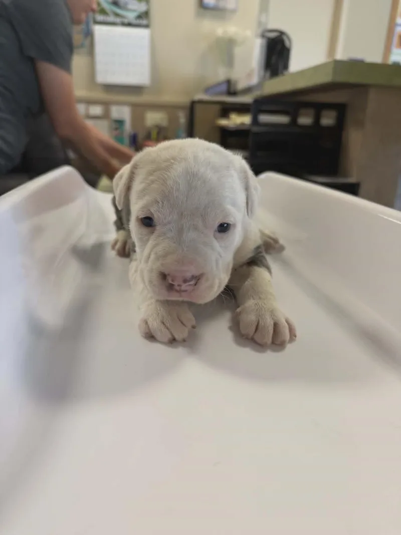 A baby medium-sized male Pit Bull Terrier dog named Morpheus for adoption in Rockwall, TX