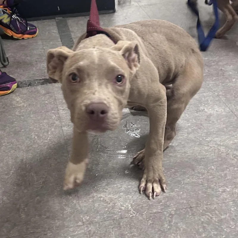 A baby medium-sized female Brown / Chocolate Mixed Breed dog named Belia for adoption in Philadelphia, PA