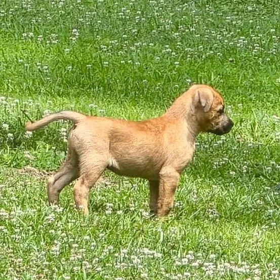 A baby medium-sized male Apricot / Beige Shepherd dog named Andy for adoption in Albany, NY
