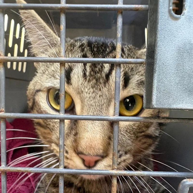 An adult medium-sized male Brown / Chocolate Domestic Short Hair cat named Mushu for adoption in Milton, FL