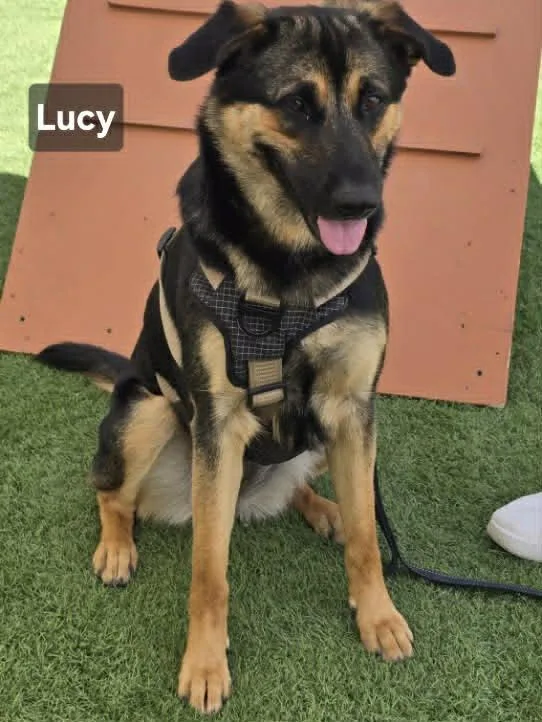 An adult large-sized female German Shepherd Dog dog named Lucy for adoption in Visalia, CA