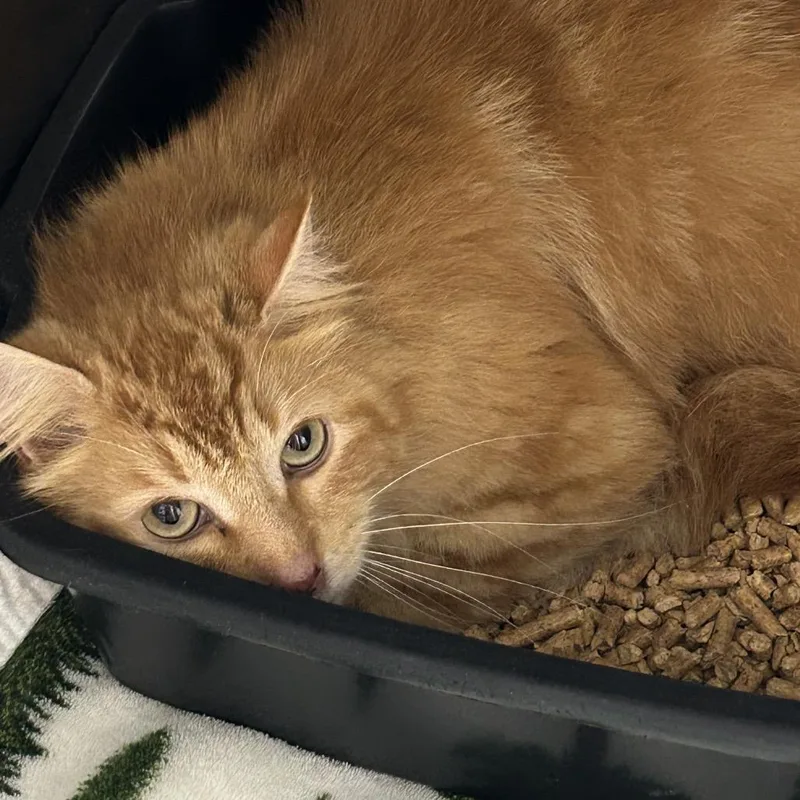 An adult large-sized male Orange / Red Domestic Medium Hair cat named Cat Man for adoption in Brownsboro, AL
