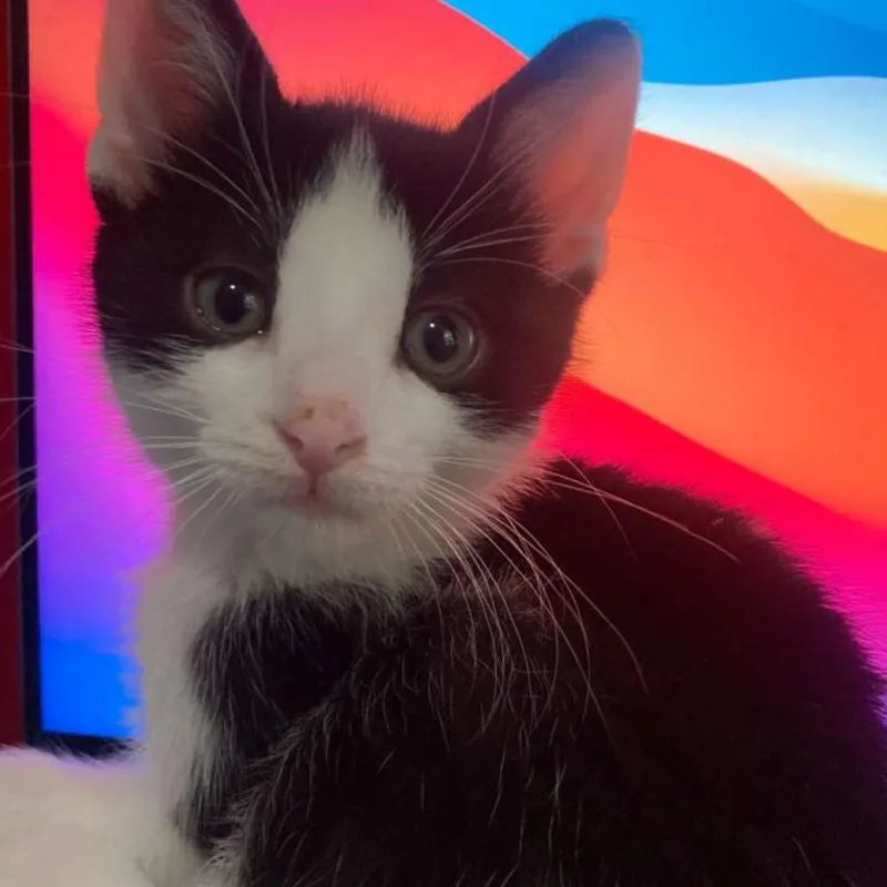 A baby small-sized female Black Domestic Short Hair cat named Elle for adoption in Chicago, IL