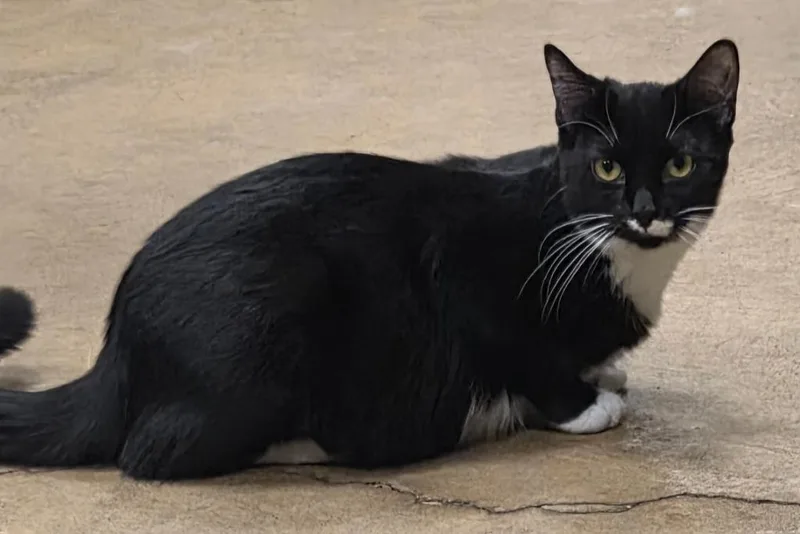 A baby medium-sized female Domestic Short Hair cat named Carmen for adoption in Olean, NY
