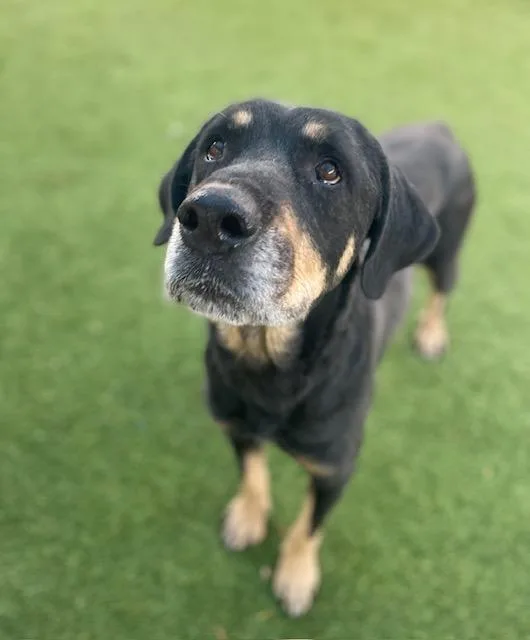 An adult large-sized female Mixed Breed dog named Rosie for adoption in Dallas, TX