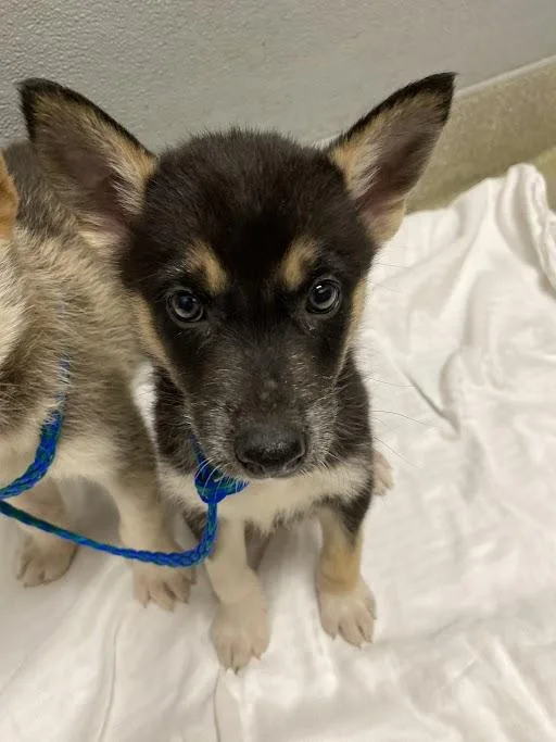 A baby small-sized female Husky dog named Lady for adoption in Las Vegas, NV