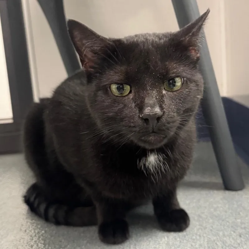 An adult medium-sized male Black Domestic Short Hair cat named Salem for adoption in West Palm Beach, FL