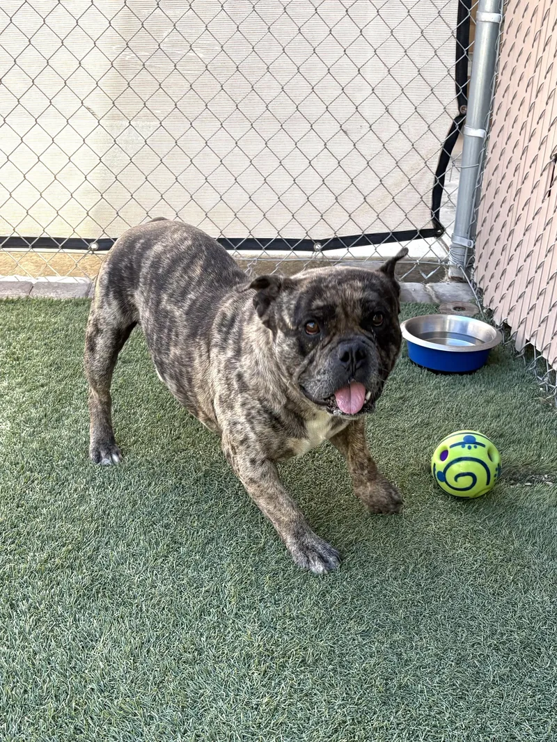 An adult medium-sized male Brindle French Bulldog dog named Budda for adoption in Mesquite, NV