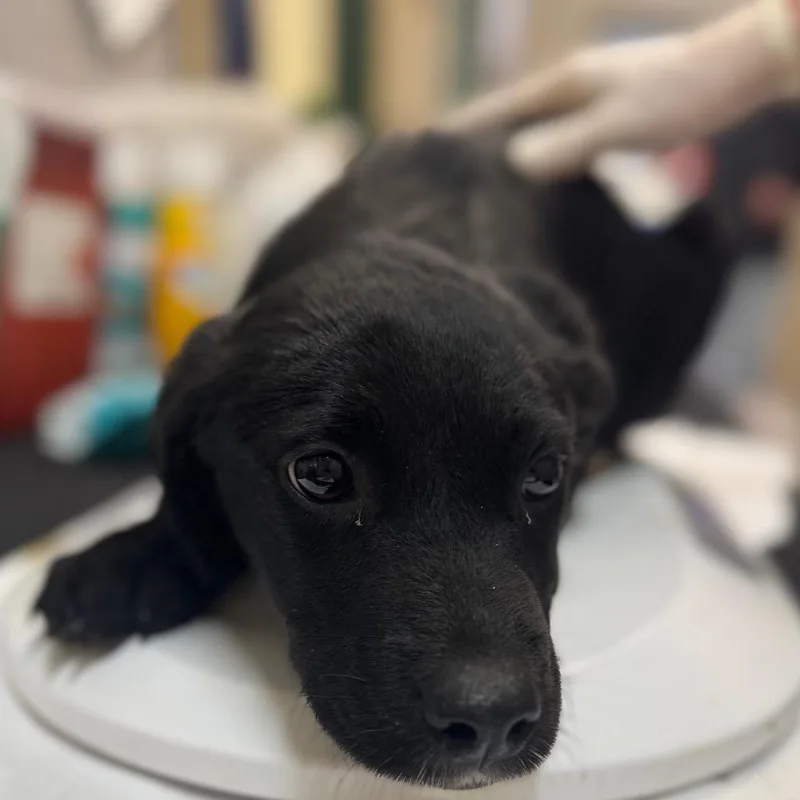 A young medium-sized female Black Labrador Retriever dog named Lily for adoption in Lucedale, MS