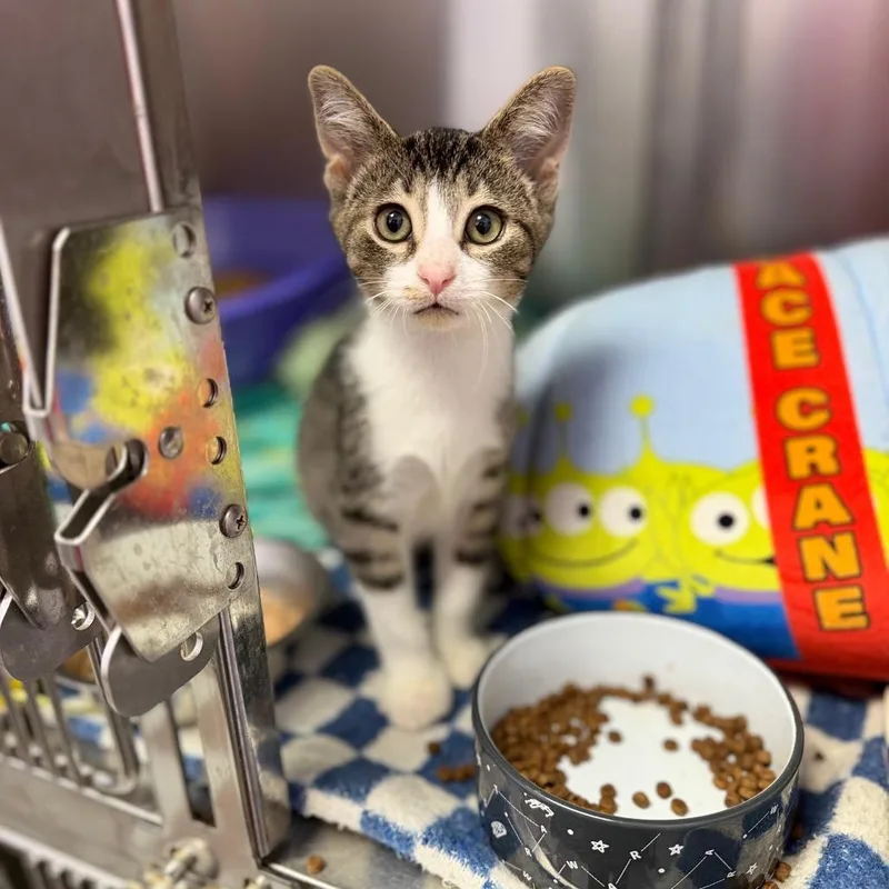 A baby small-sized female Domestic Short Hair cat named Billie Eilish for adoption in Portage, MI