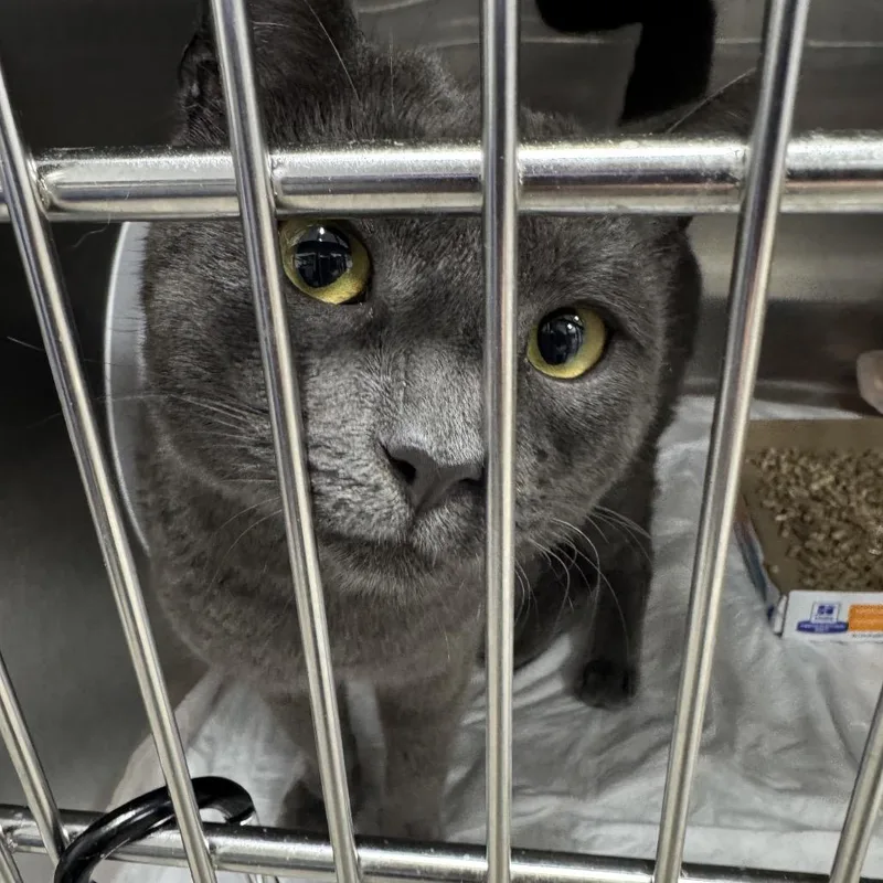 An adult medium-sized male Gray / Blue / Silver Domestic Short Hair cat named Smoke for adoption in Newark, NJ