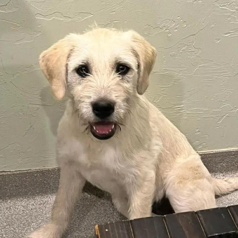 A young medium-sized female White / Cream Mixed Breed dog named Greer for adoption in Oxford, ME