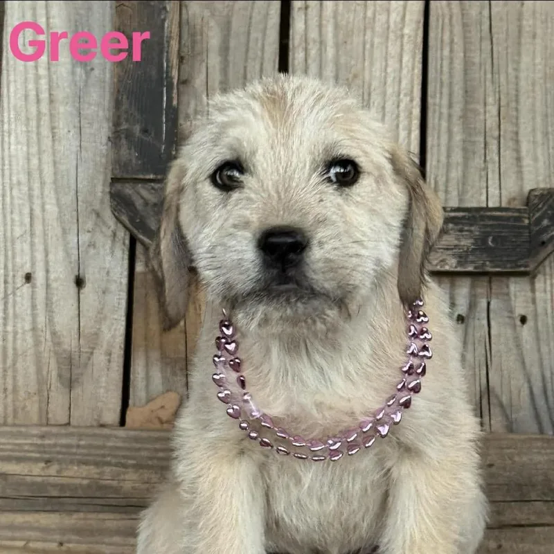 Greer thumbnail 3