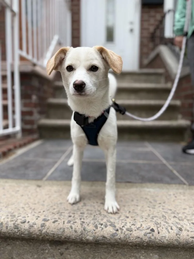 A baby small-sized female Jindo dog named Pado for adoption in Long Island City, NY