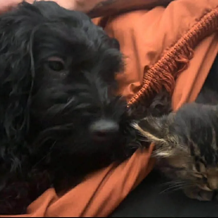 An adult medium-sized female Black Mixed Breed dog named Shady Rose for adoption in DeKalb, IL