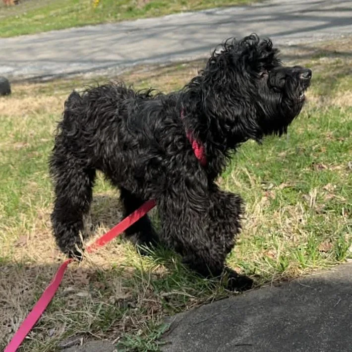 Shady Rose thumbnail 2