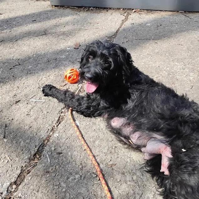 Shady Rose thumbnail 3