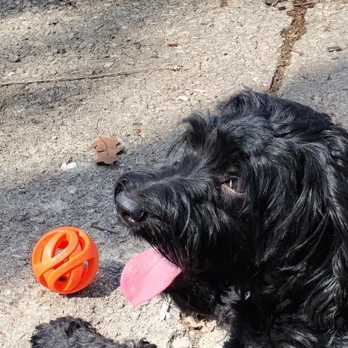 Shady Rose thumbnail 4