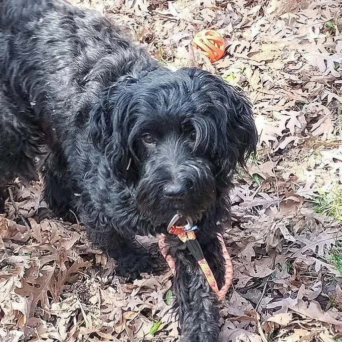 Shady Rose thumbnail 5