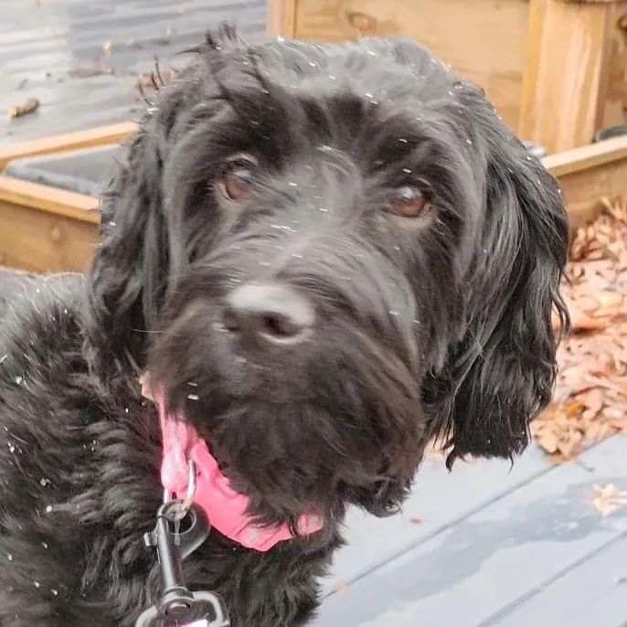 Shady Rose thumbnail 6