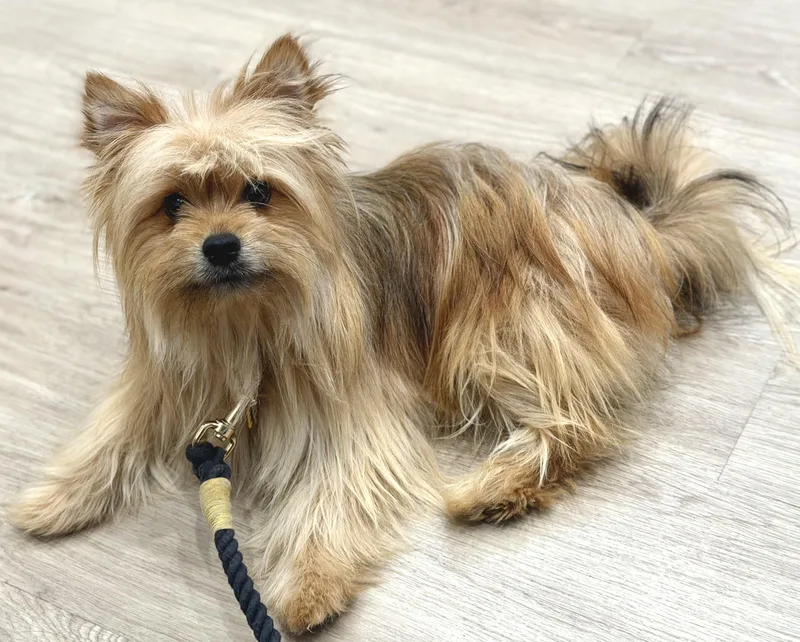 A young small-sized male Pomeranian dog named Scooter for adoption in Yuba City, CA