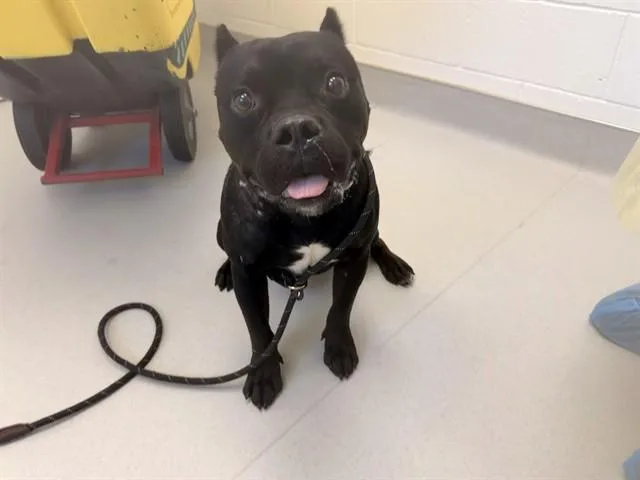 An adult large-sized male Pit Bull Terrier dog named Chevy for adoption in Mesa, AZ