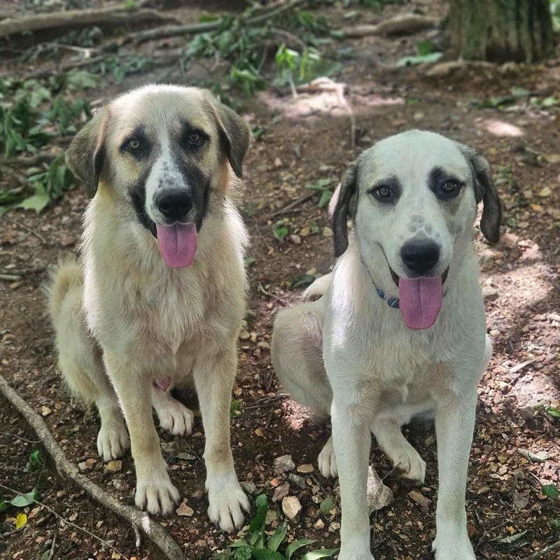 A young large-sized female Yellow / Tan / Blond / Fawn Anatolian Shepherd dog named Wilma for adoption in Springfield, MO