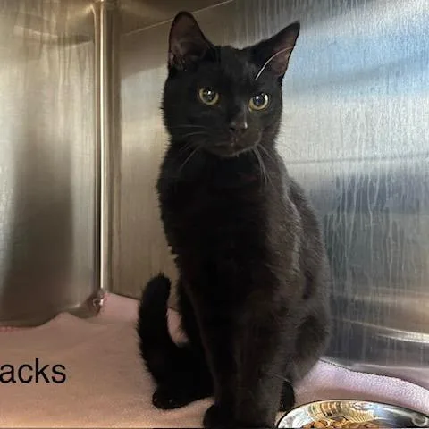 A young medium-sized male Black Domestic Short Hair cat named Snacks for adoption in Knoxville, TN