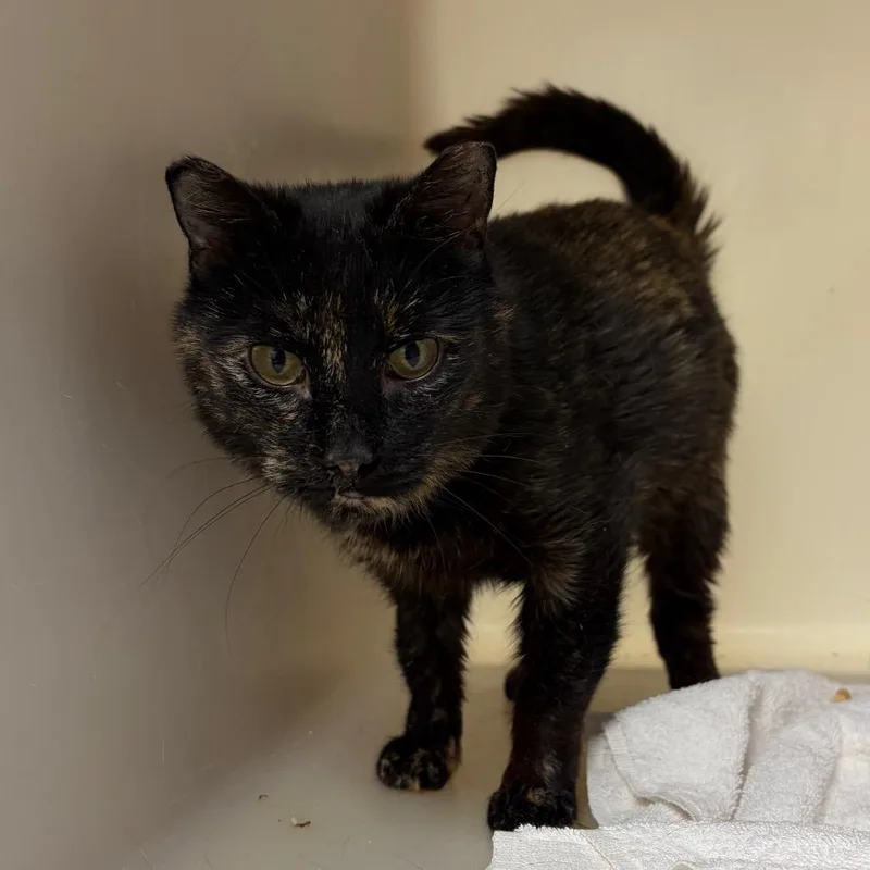 An adult medium-sized female Tortoiseshell Domestic Short Hair cat named Bernice for adoption in Harrisonburg, VA
