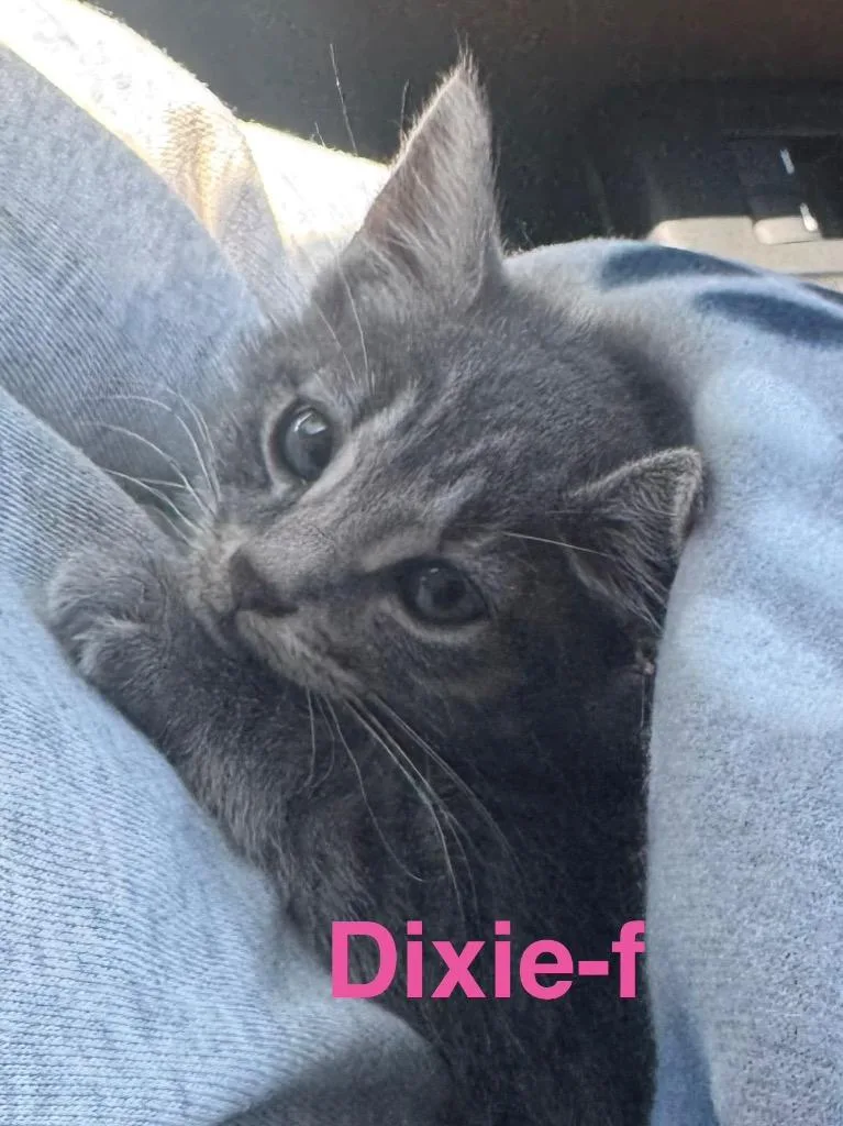 Dixie