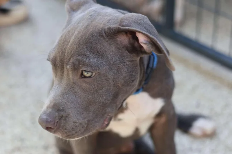 A baby medium-sized male Gray / Blue / Silver Mixed Breed dog named Moby for adoption in BONIFAY, FL