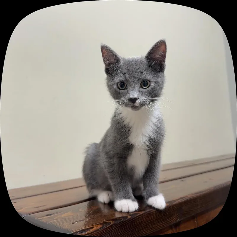 A baby medium-sized male Gray & White Domestic Medium Hair cat named Plum for adoption in BOONE, NC