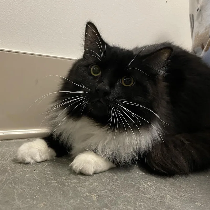 Sylvester thumbnail 2