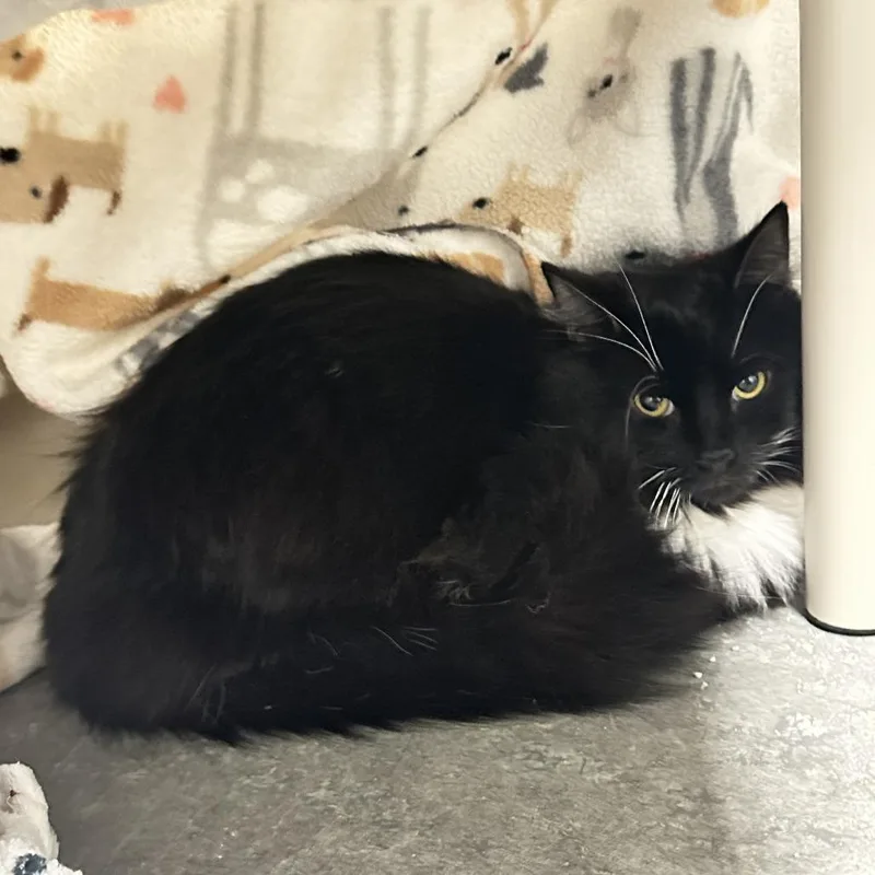 Sylvester thumbnail 3