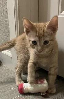A baby small-sized female Domestic Medium Hair cat named Dumpling for adoption in Broomfield, CO