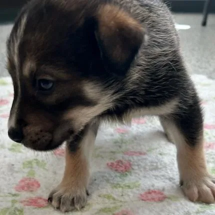 A baby small-sized male Black Mixed Breed dog named Rush for adoption in Breese, IL