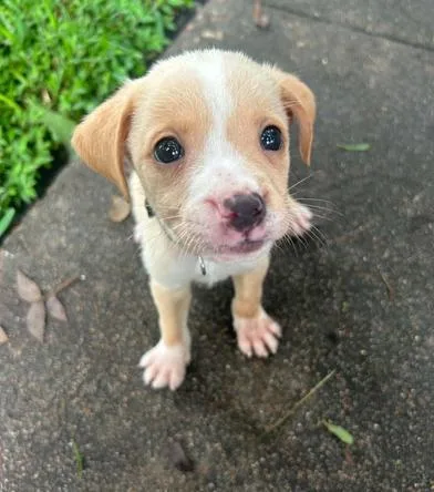 Taffy