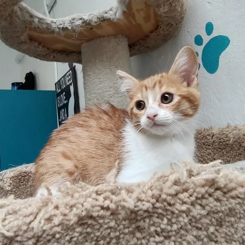 A baby small-sized female Orange / Red Domestic Short Hair cat named Dian for adoption in Las Cruces, NM