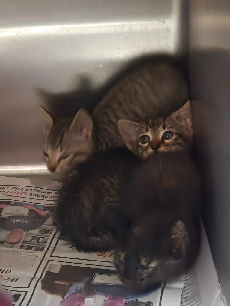 A baby medium-sized male Tabby cat named Strawberry for adoption in Nacogdoches, TX