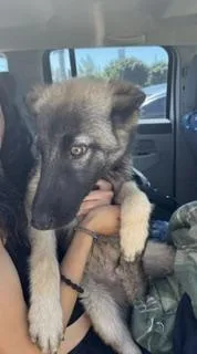 A baby small-sized male Siberian Husky dog named Bruce for adoption in Stockton, CA
