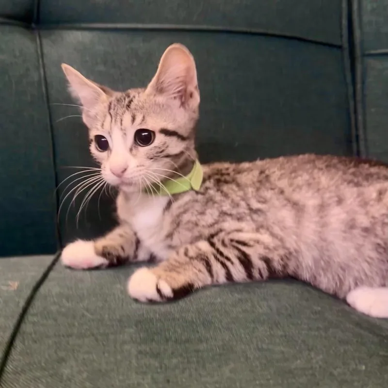 A baby small-sized female Gray / Blue / Silver Domestic Short Hair cat named Madeline for adoption in League City, TX