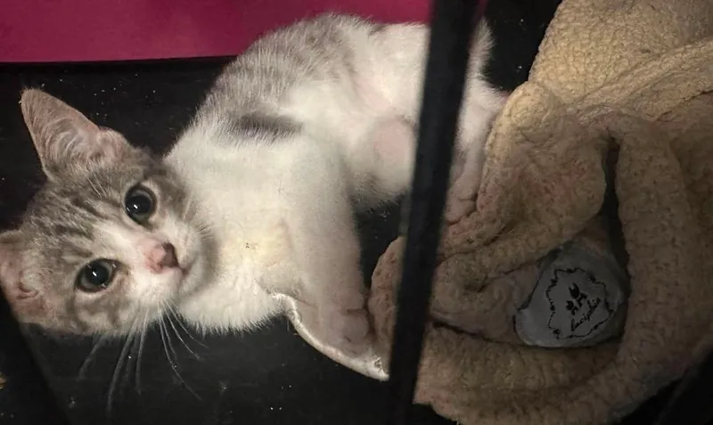 A baby small-sized female Gray & White Domestic Short Hair cat named Petunia for adoption in Virginia Beach, VA