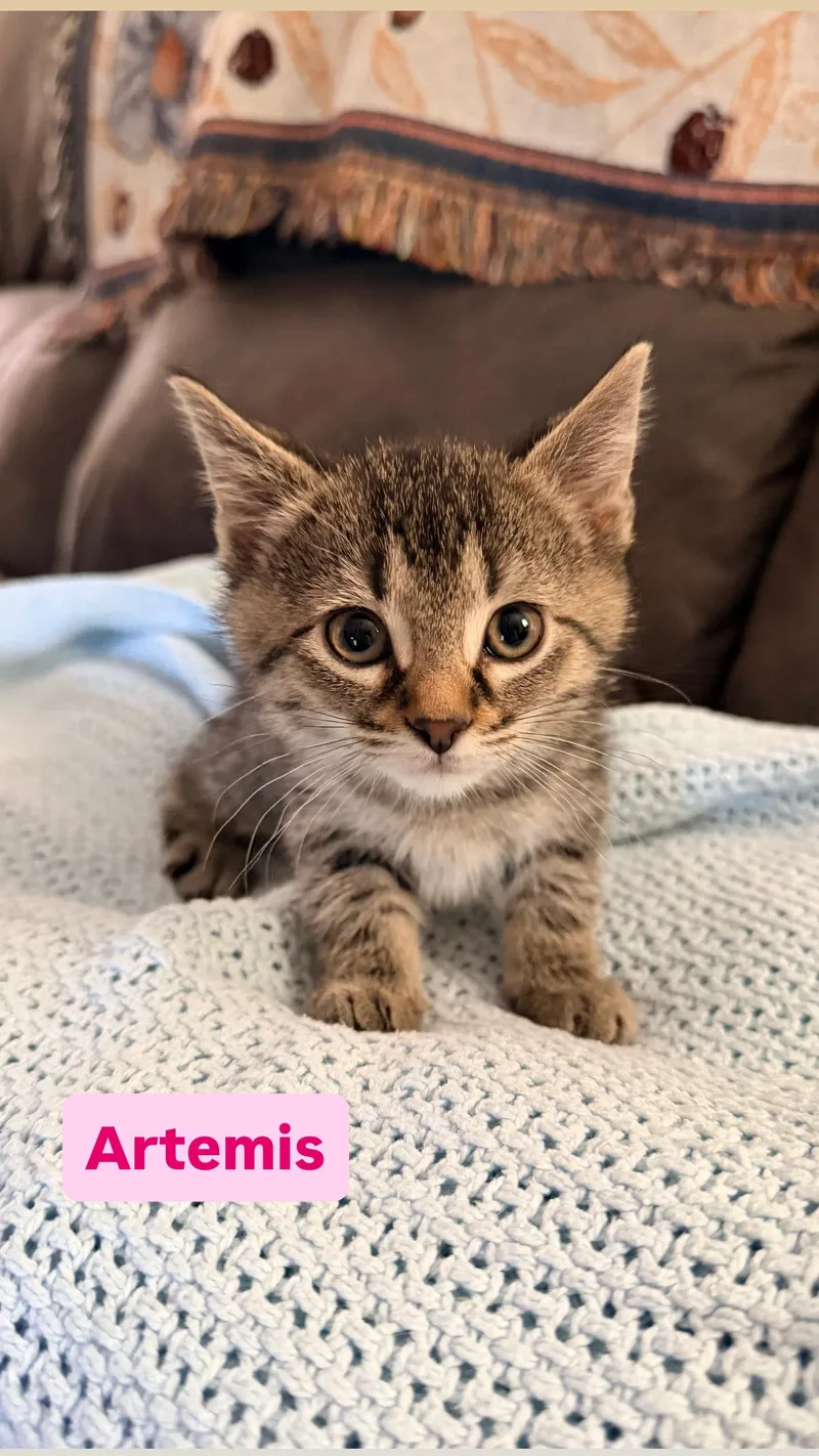 A baby medium-sized female Domestic Short Hair cat named Artemis for adoption in Crown Point, IN