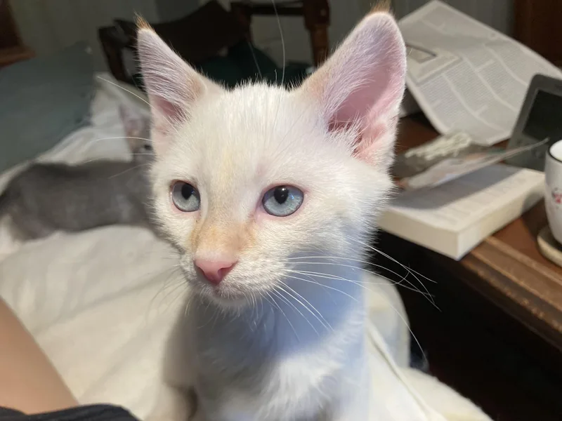 A baby medium-sized male Flame Point Siamese cat named Rumor and Mirabel for adoption in Knoxville, TN