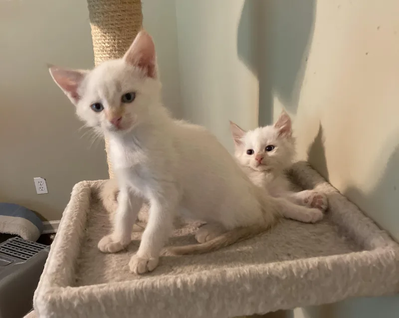 Rumor and Mirabel thumbnail 3