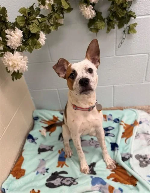 A young small-sized male Australian Cattle Dog / Blue Heeler dog named Roky for adoption in Brighton, CO