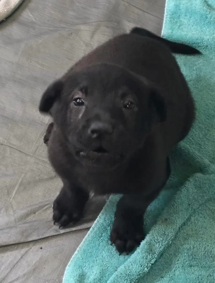 A baby medium-sized female Labrador Retriever dog named Jojo for adoption in Thompson Falls, MT